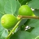 無花果がたくさん実った