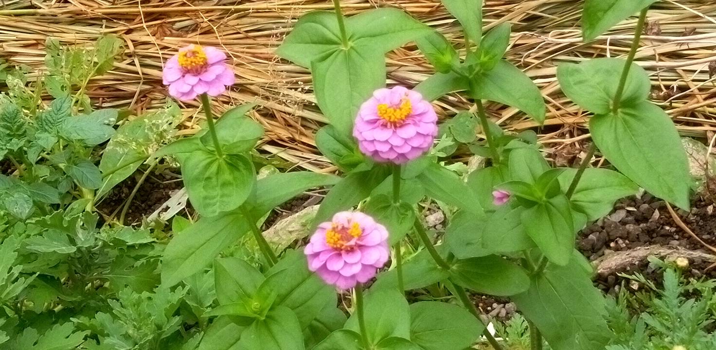 小花咲き百日草