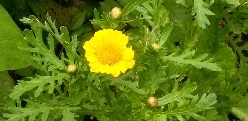 春菊は花が咲いてしまった