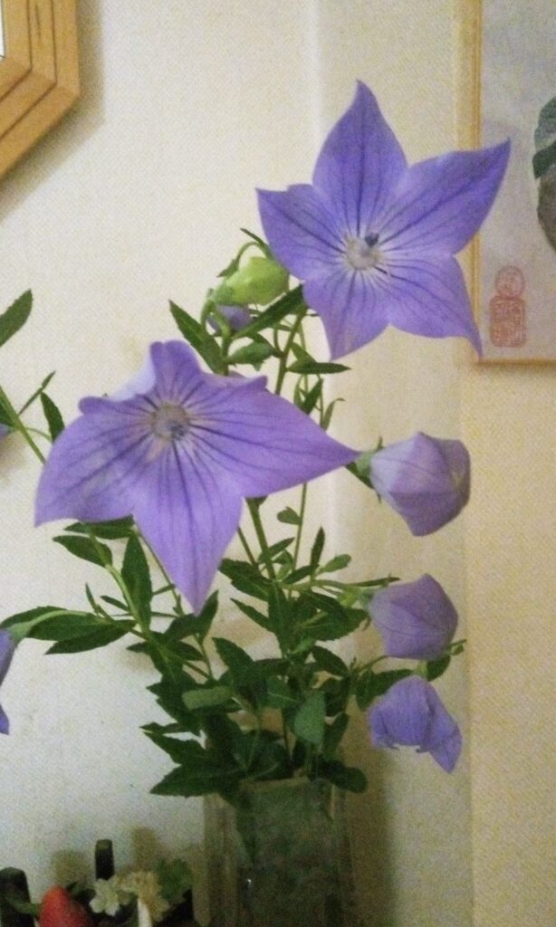 桔梗の花を切る