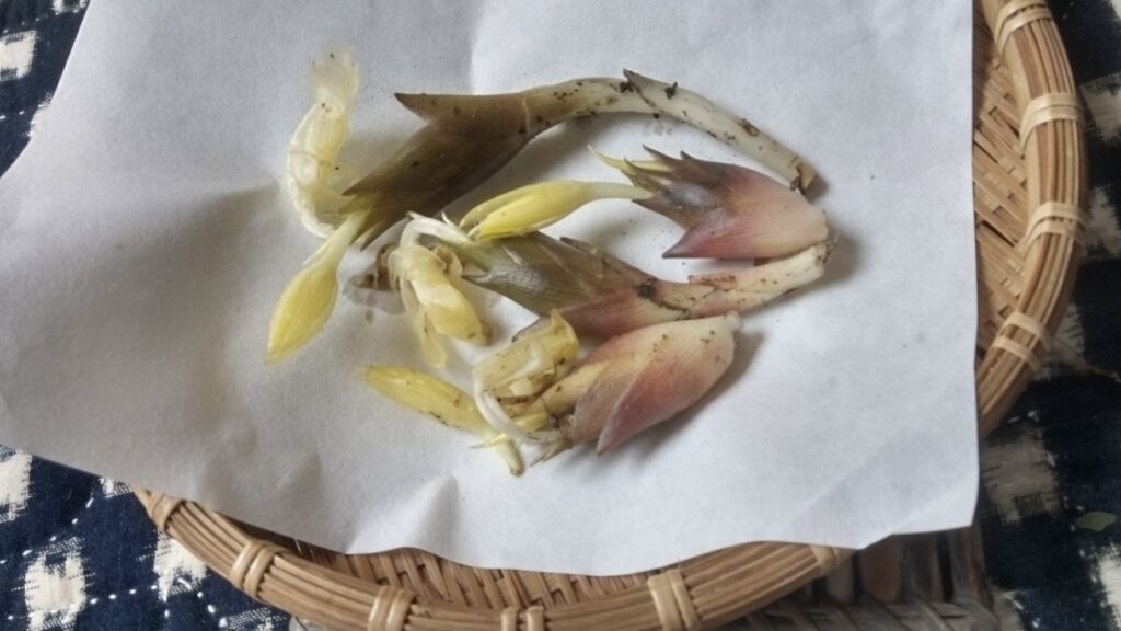 初物のみょうがを収穫