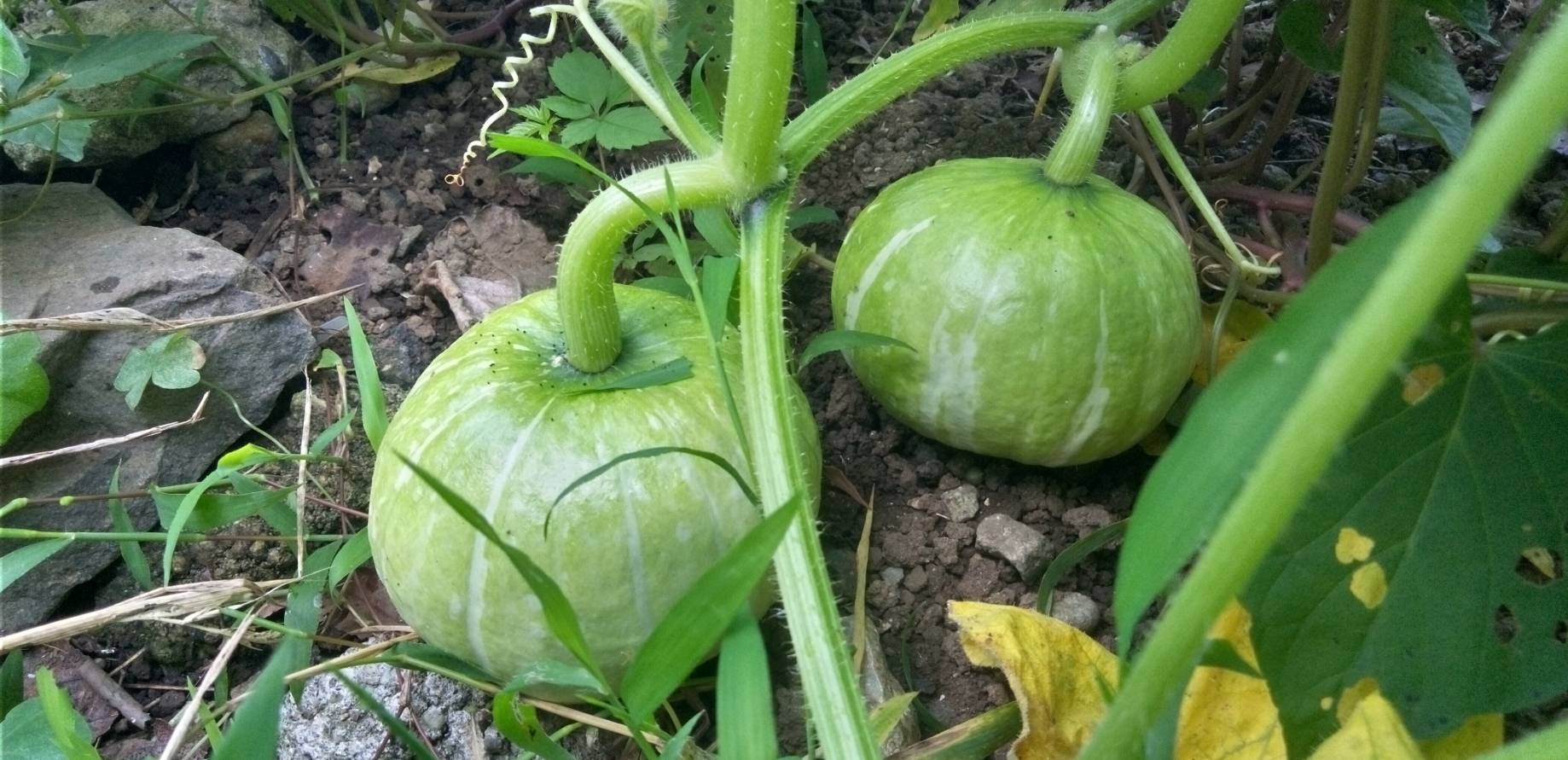 畑にカボチャが成った