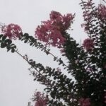 百日紅の花が青空に映える