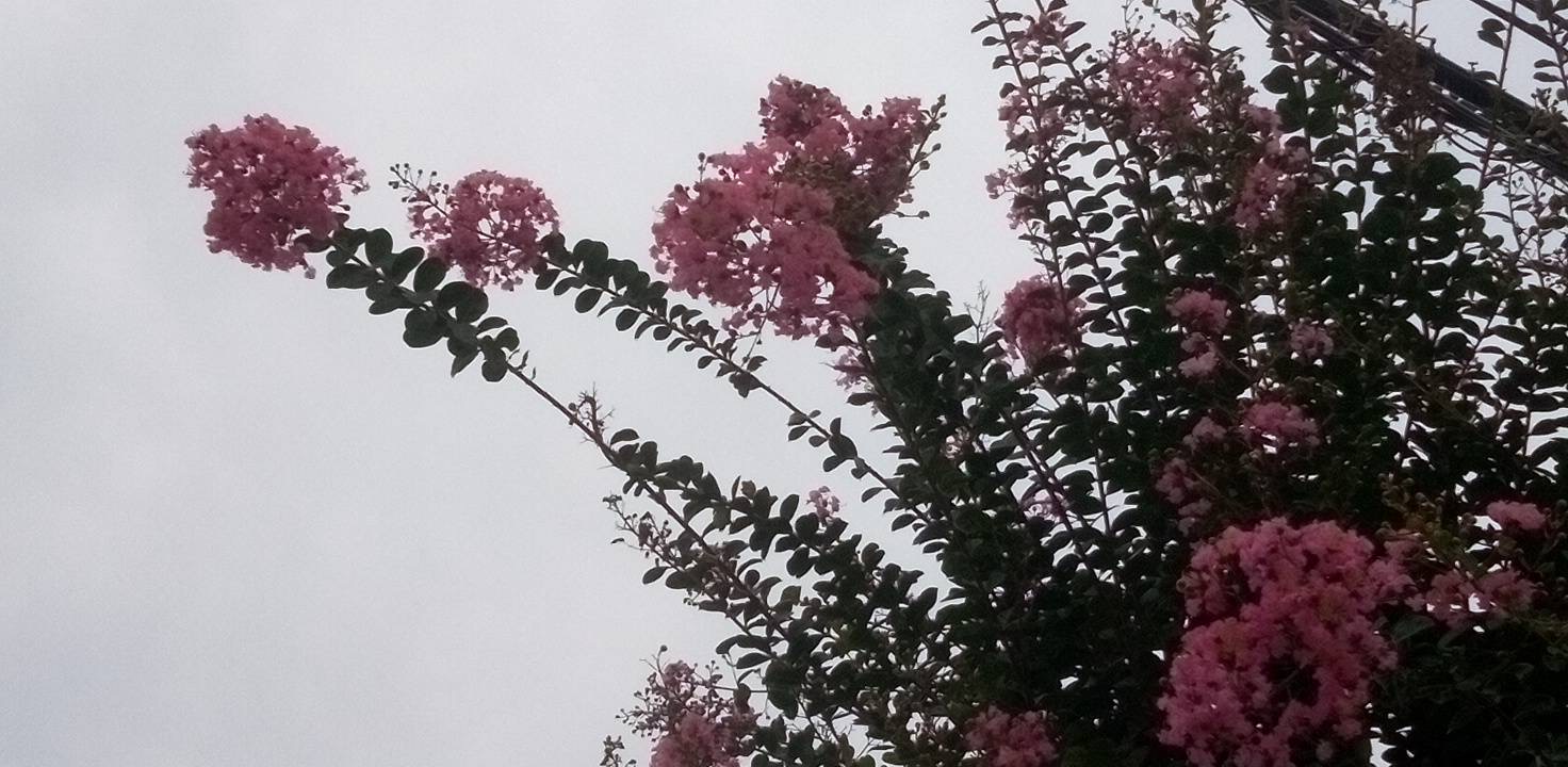 百日紅の花が青空に映える