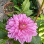 ダリアの花が咲きました