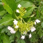 隅田の花火～ガクアジサイ