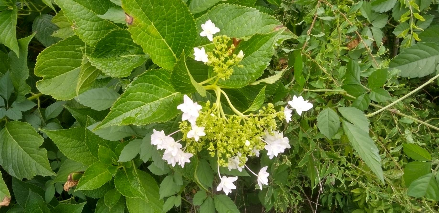隅田の花火～ガクアジサイ