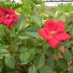 赤いばらの花