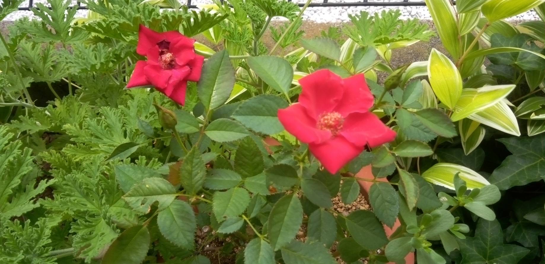 赤いばらの花