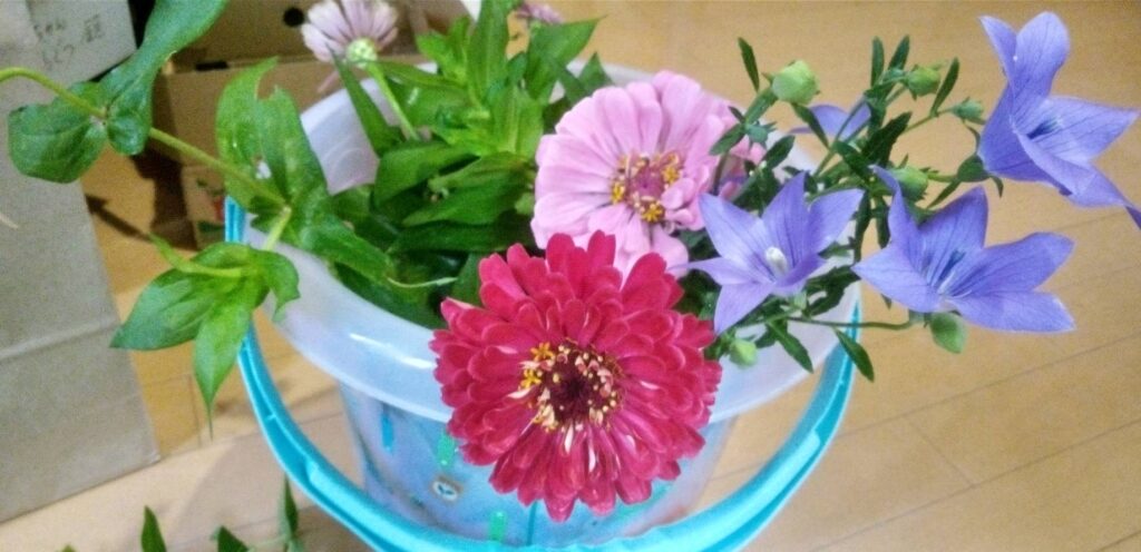 畑の花を摘んで持っていく