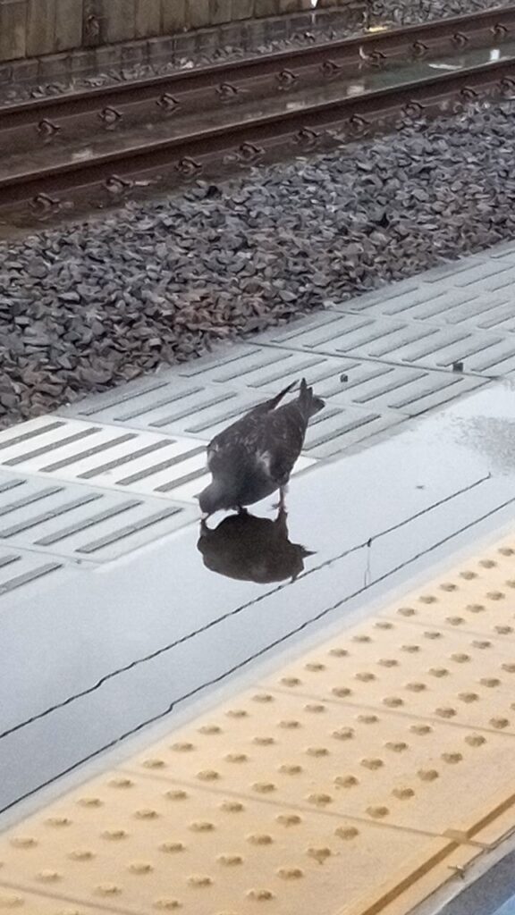 はとさんが水を飲んでる