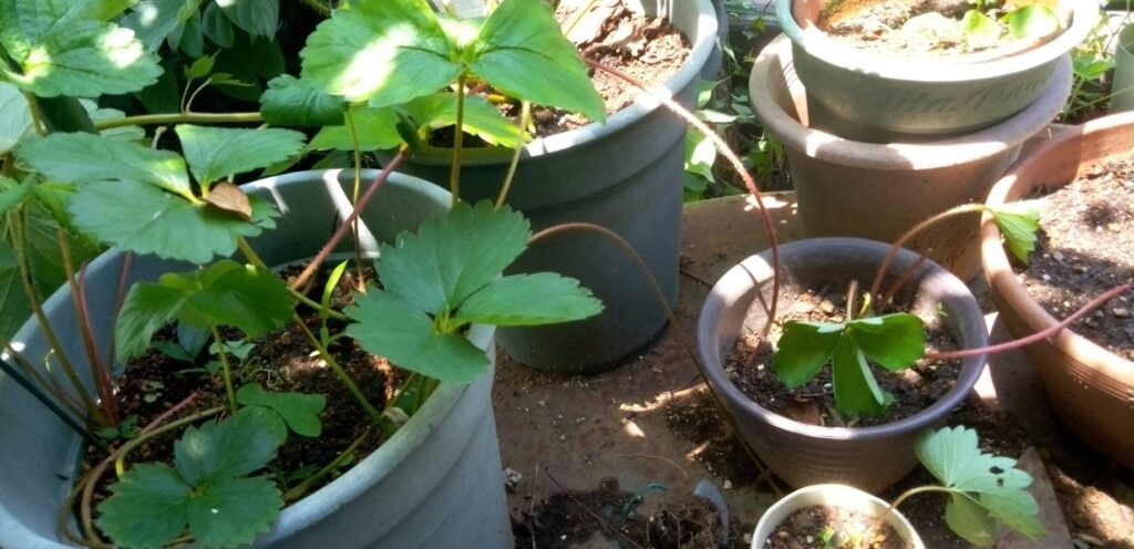 子ツルが生えたイチゴの鉢