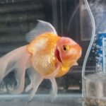 玄関に鎮座している金魚