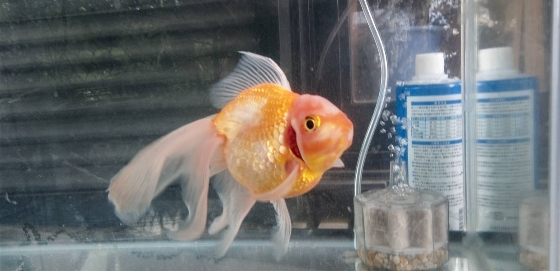 玄関に鎮座している金魚