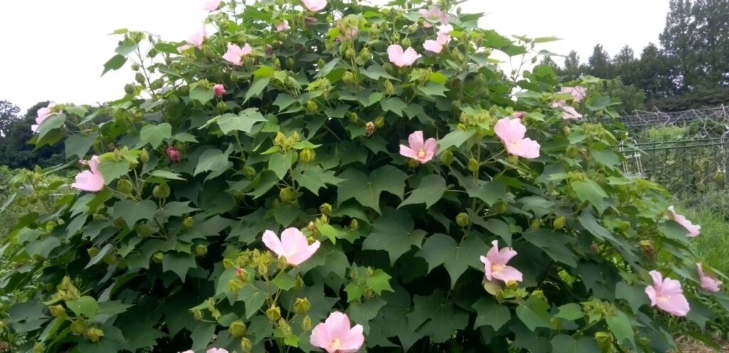 芙蓉の花