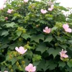 芙蓉の花