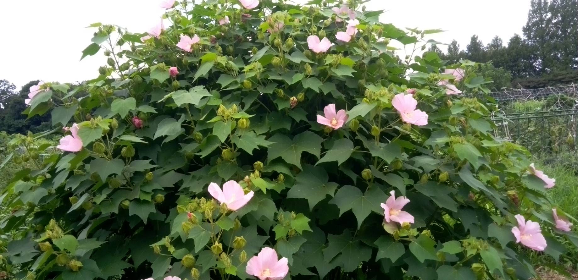 芙蓉の花