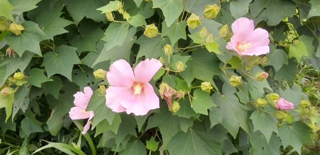 芙蓉の花