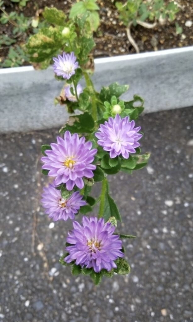 種からのアスター