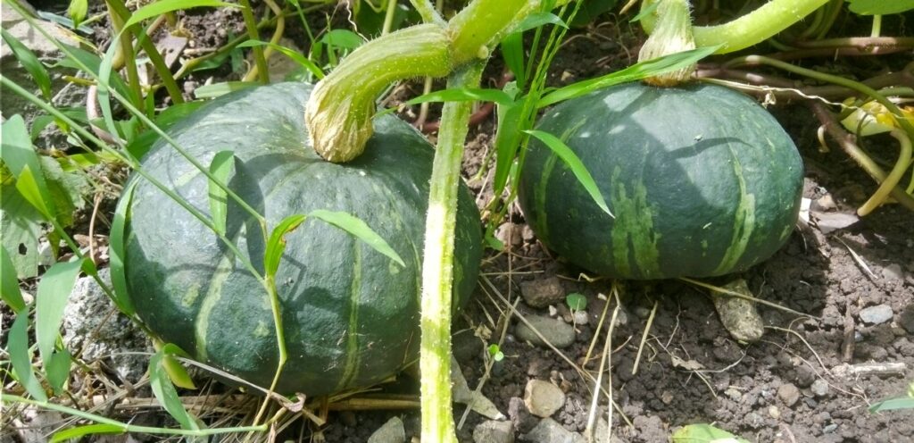 食べたカボチャの種を埋めてみた