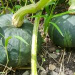 食べたカボチャの種を埋めてみた