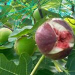 熟した無花果の実