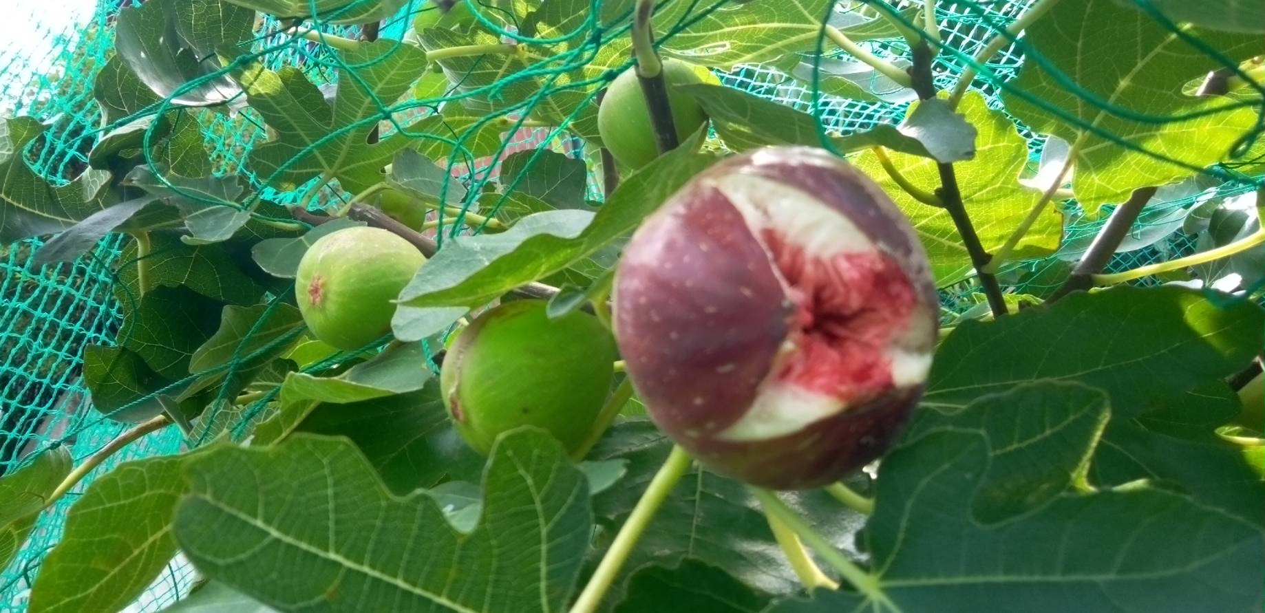 熟した無花果の実