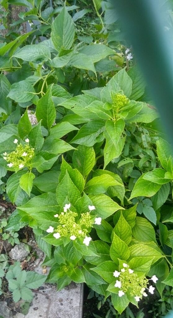アジサイ・隅田の花火