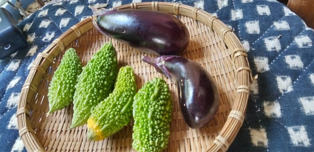 ゴーヤの実が成りすぎてたので取った
