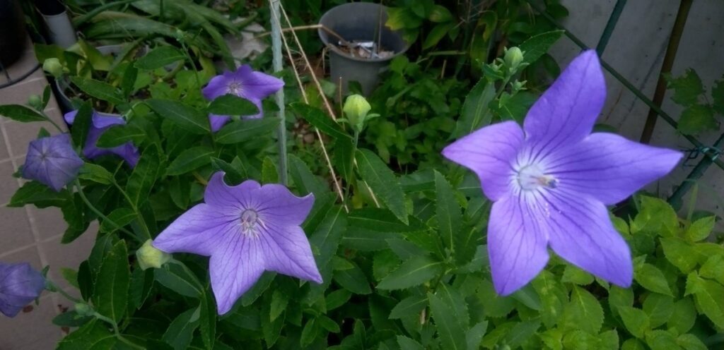 切り戻した桔梗の花
