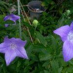 切り戻した桔梗の花