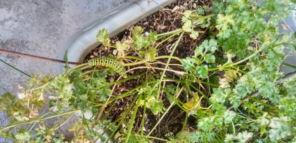 プランターのパセリに青虫が５匹