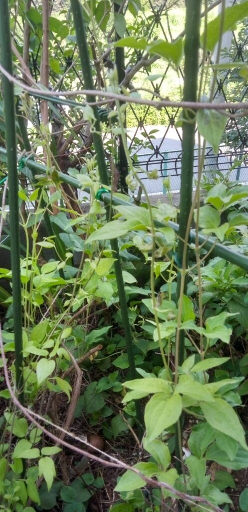 新芽のツルが伸びて来たクレマチス