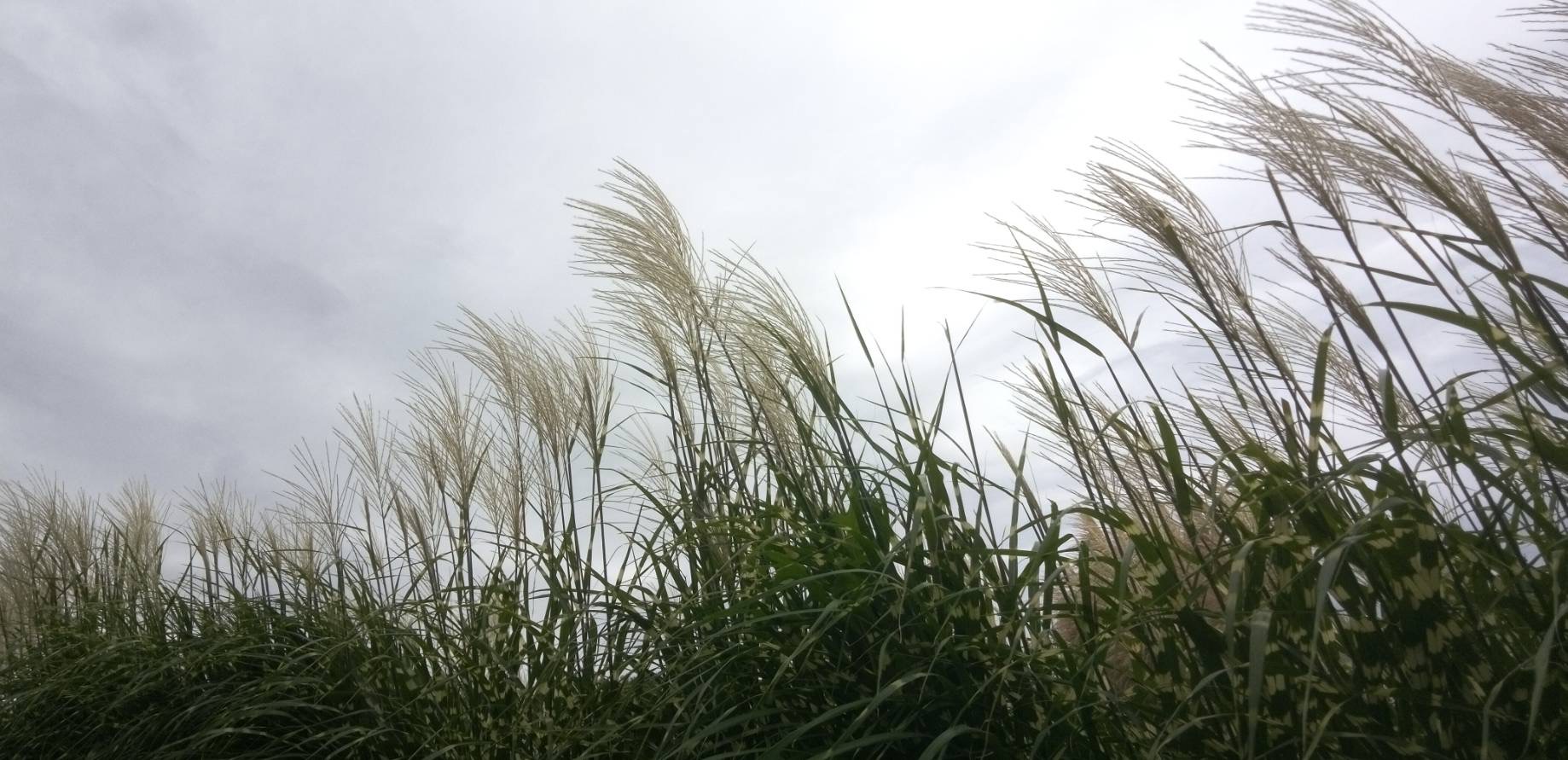 曇り空にススキがゆれる