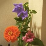 百日草と桔梗