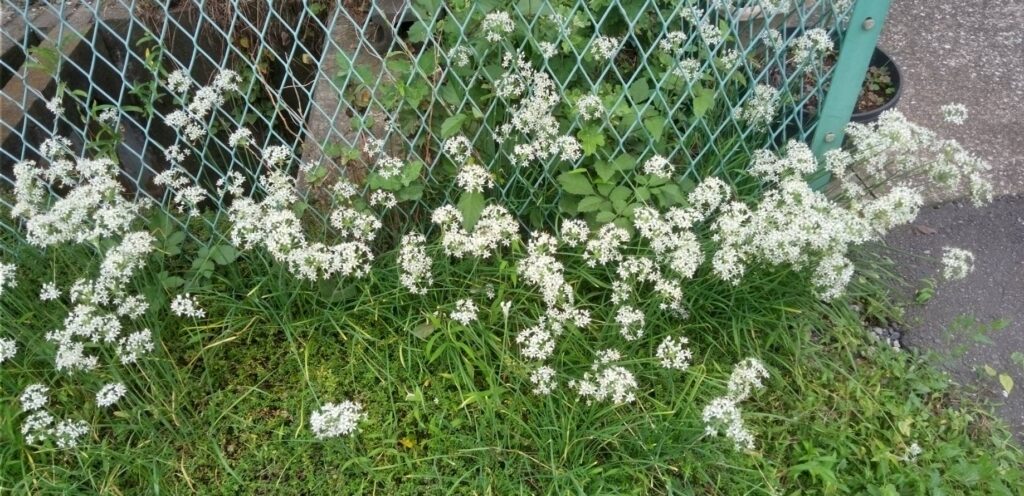 道端にニラの花の群生