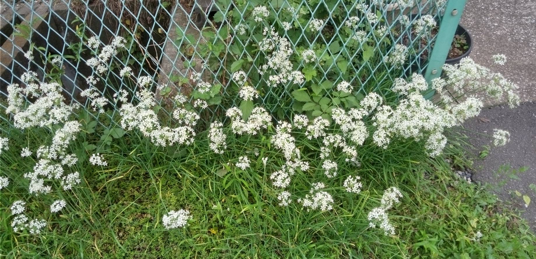 道端にニラの花の群生