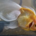 でか金魚さん