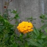 大輪の百日草