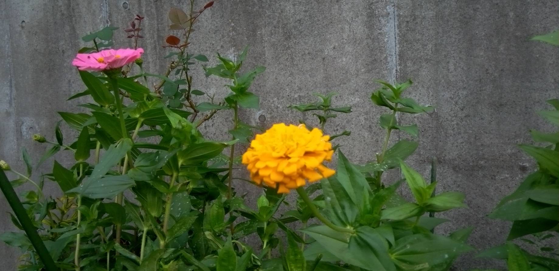 大輪の百日草