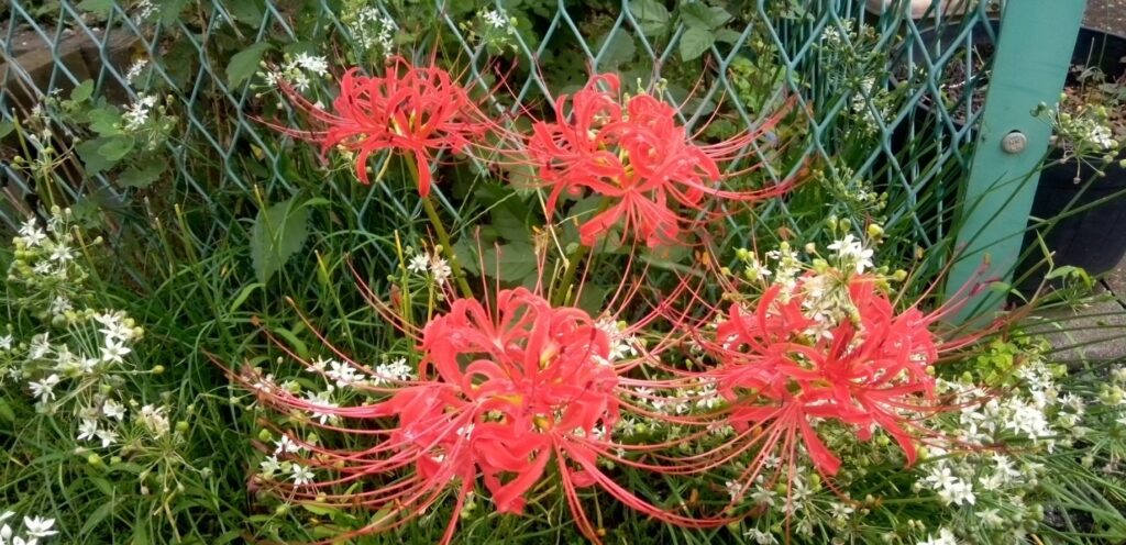 曼珠沙華の花