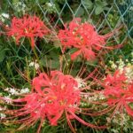 曼珠沙華の花