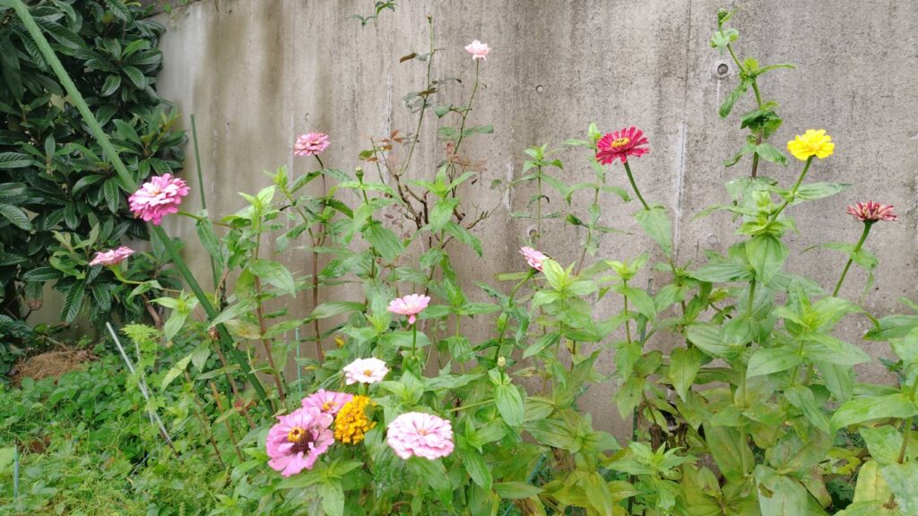 暴れてる百日草