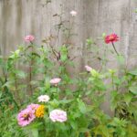 暴れてる百日草