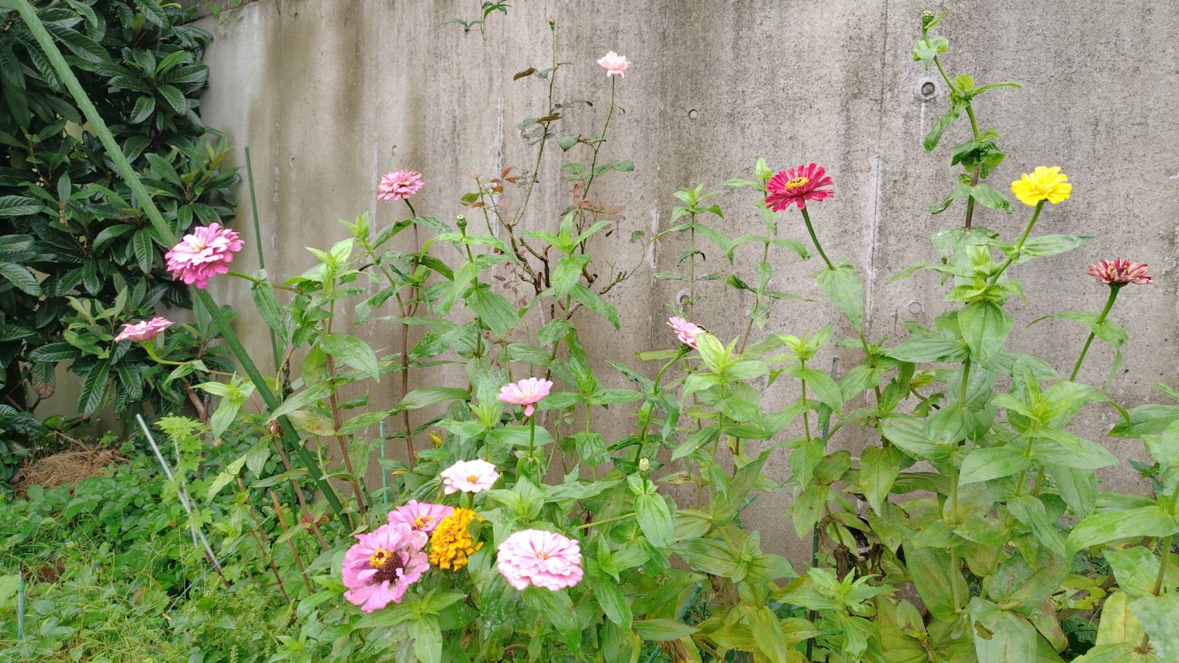 暴れてる百日草