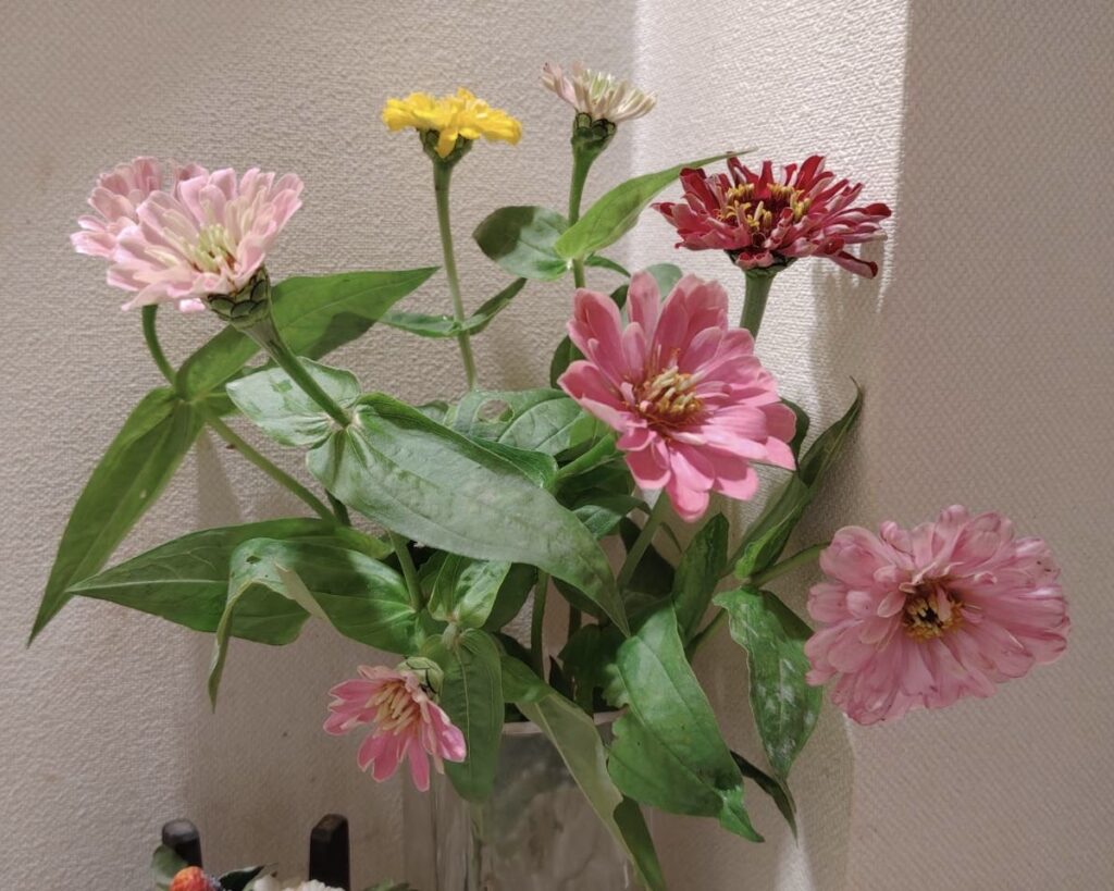きれい花を花瓶に飾る