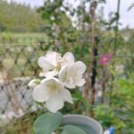梅花ウツギの花
