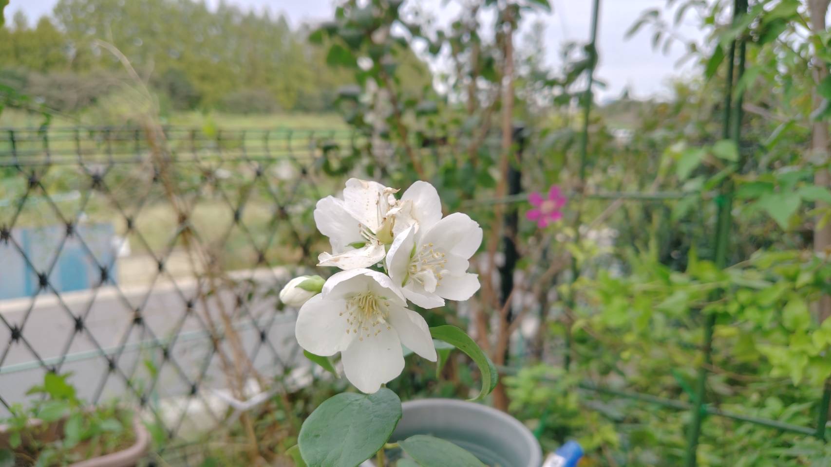 梅花ウツギの花
