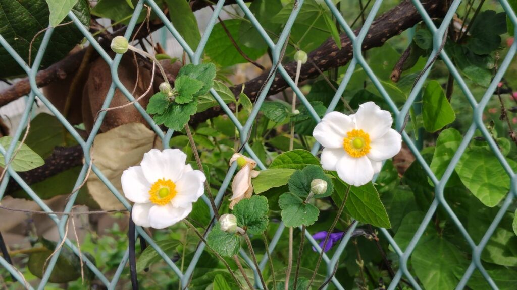 秋明菊の咲く季節に