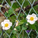 秋明菊の咲く季節に